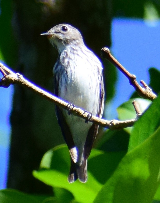 Gray-streaked Flycatcher - ML77439481