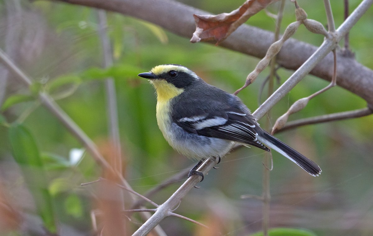 Tumbes Chat-Tyrant - Sam Woods/Tropical Birding Tours
