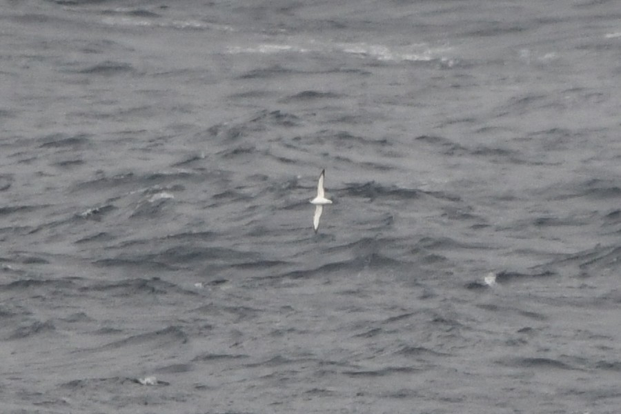 Petrel de Cook - ML77439861