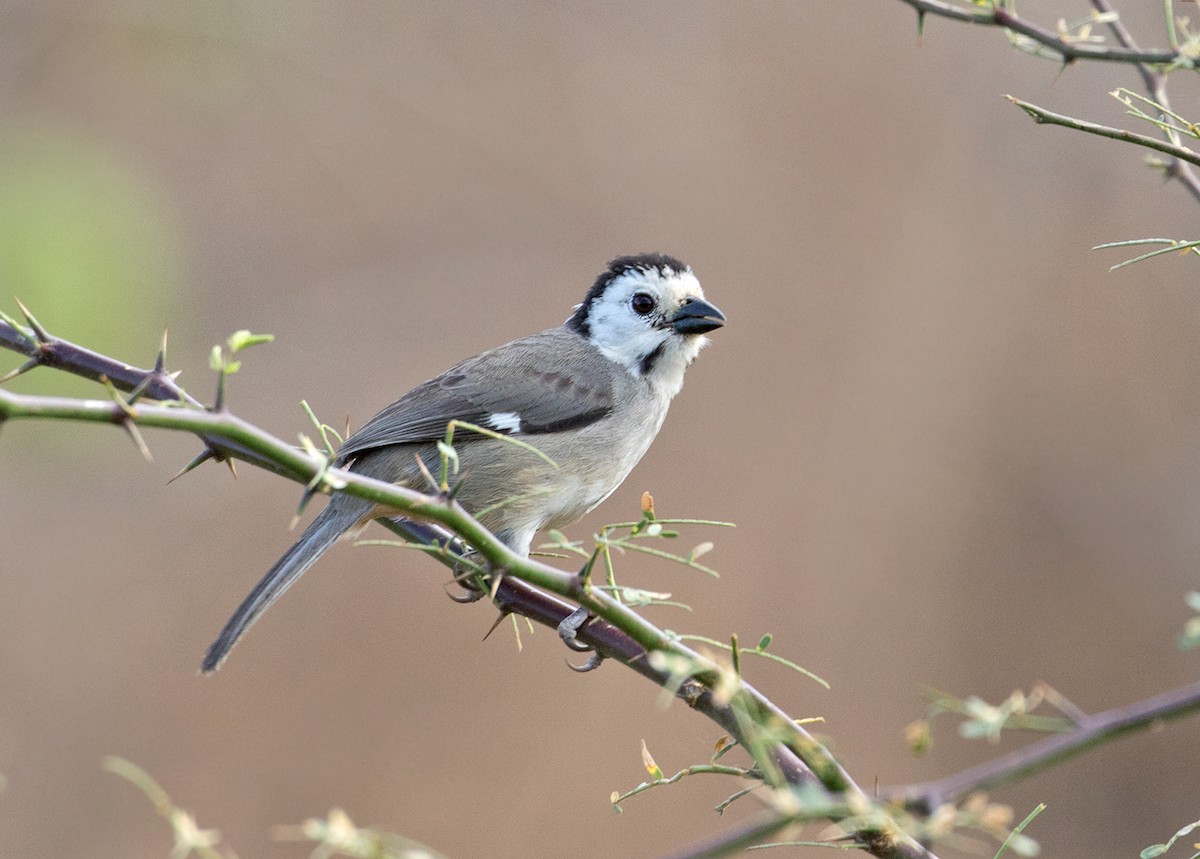 White-headed Brushfinch - Sam Woods/Tropical Birding Tours