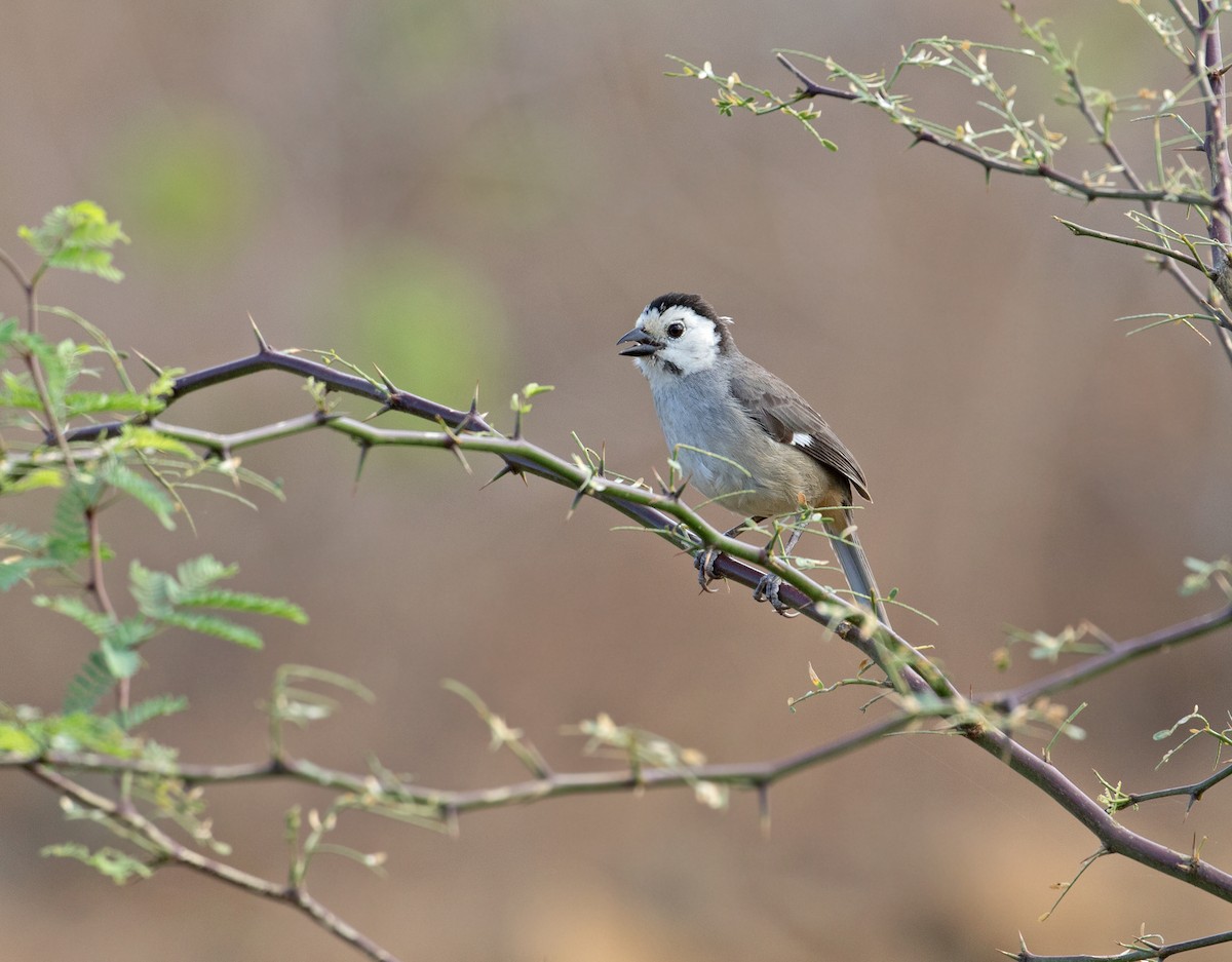 White-headed Brushfinch - Sam Woods/Tropical Birding Tours