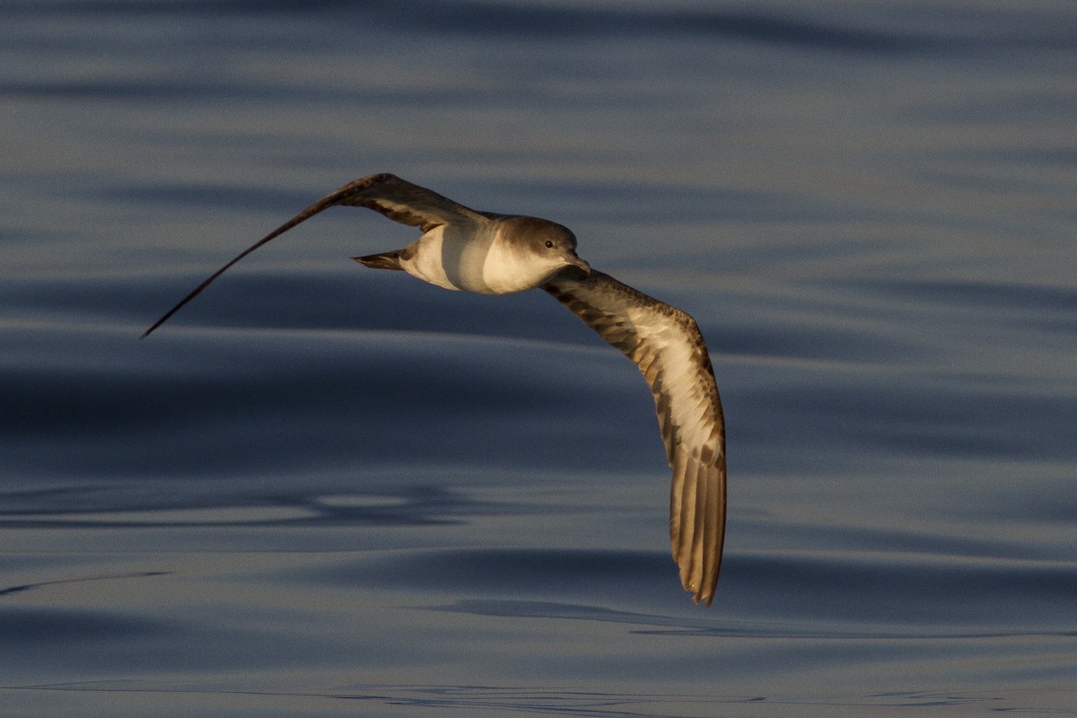 Wedge-tailed Shearwater - ML77440421