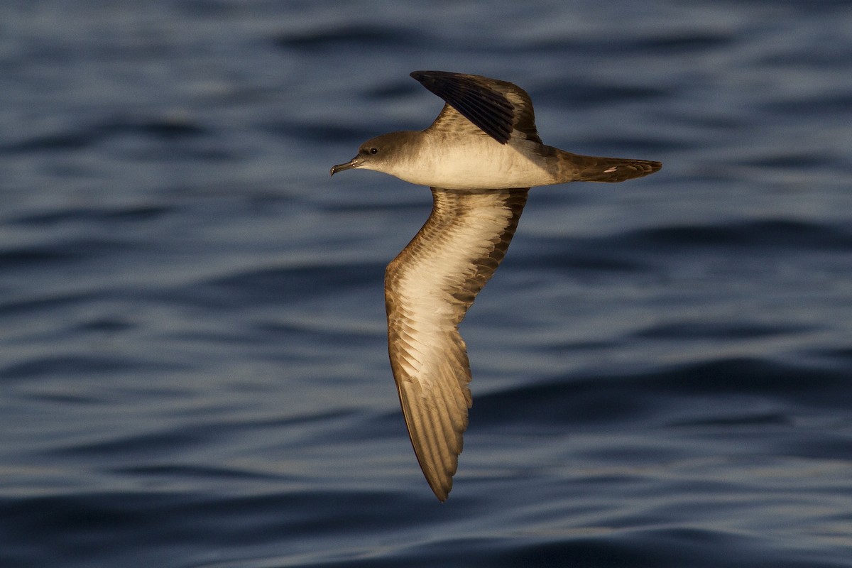 Wedge-tailed Shearwater - ML77440531