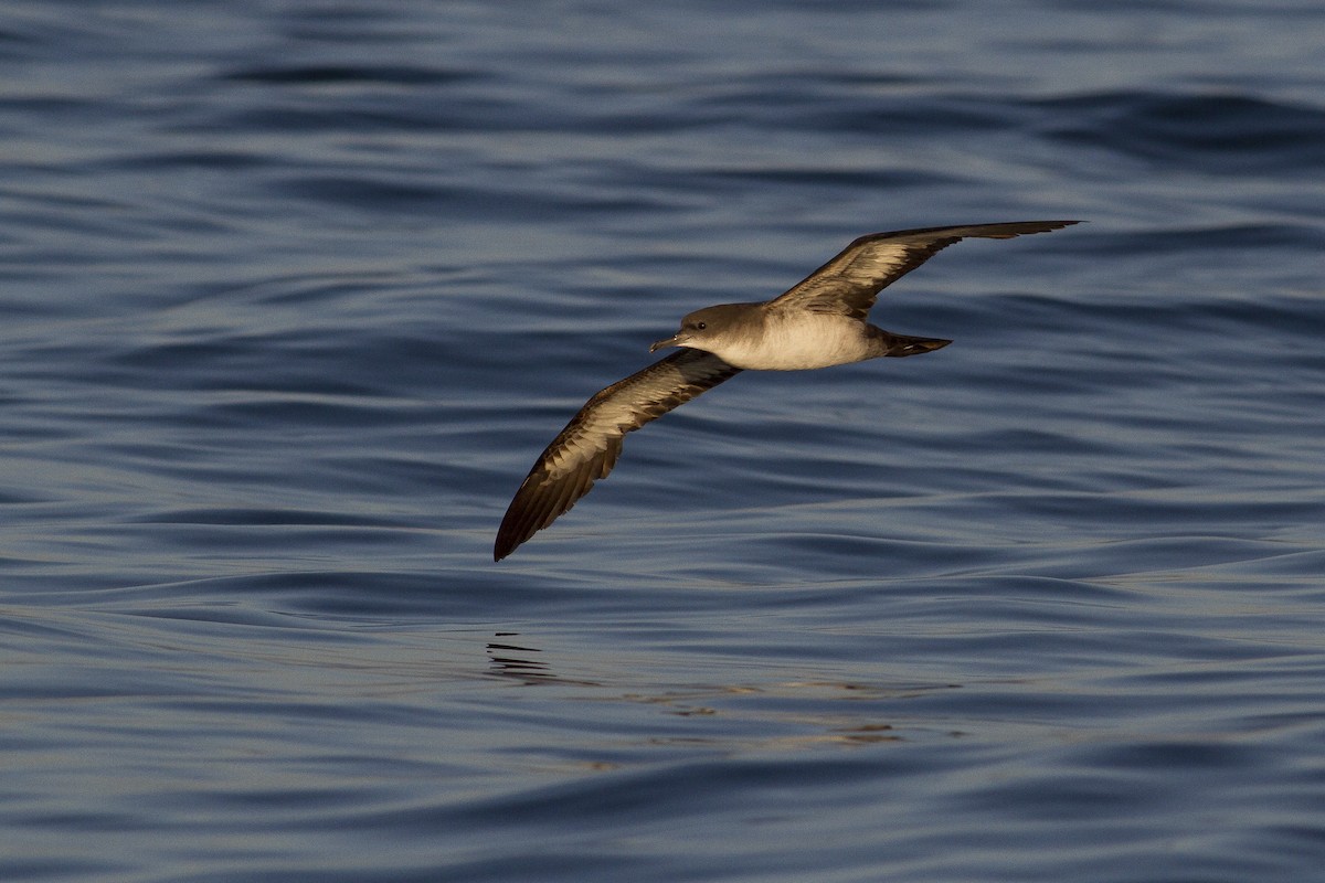 Wedge-tailed Shearwater - ML77440541