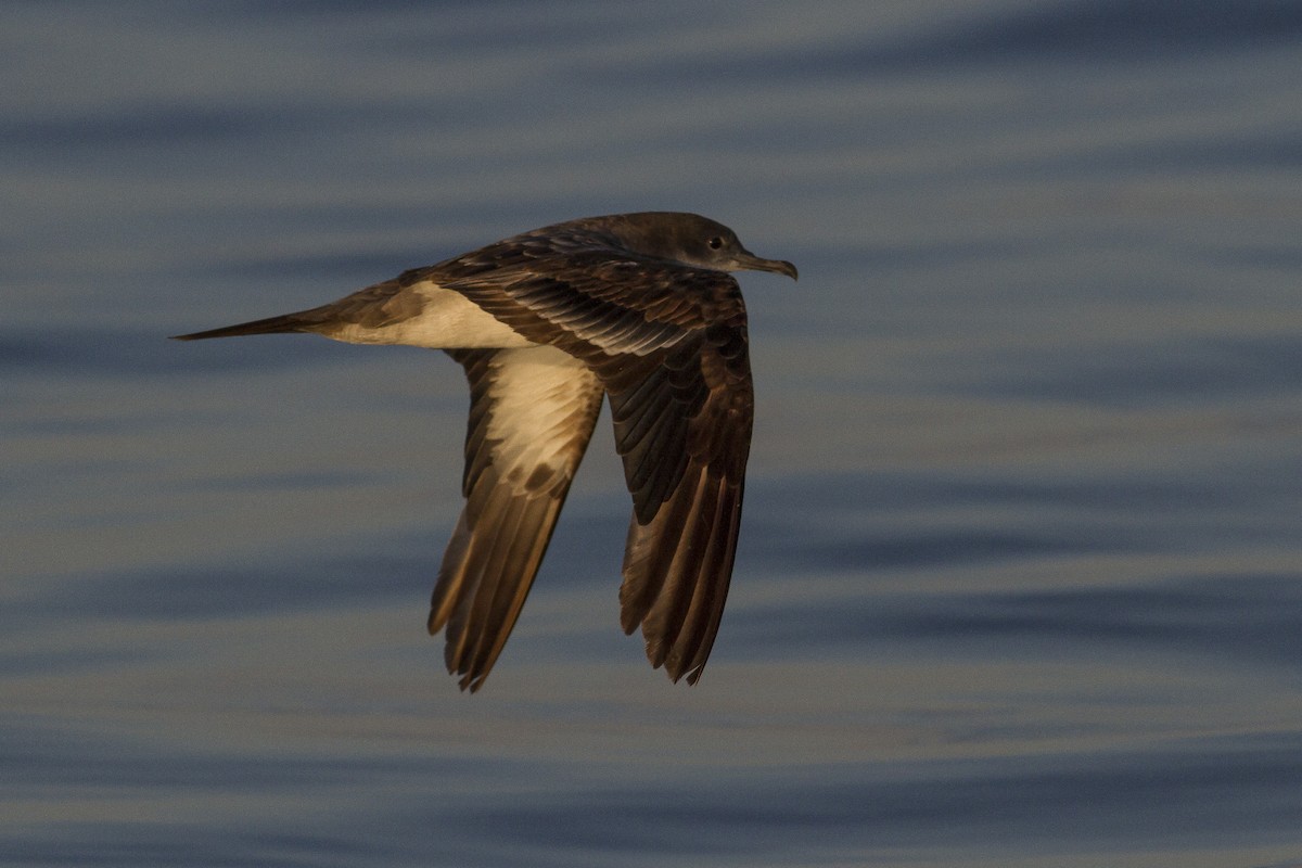 Wedge-tailed Shearwater - ML77440561