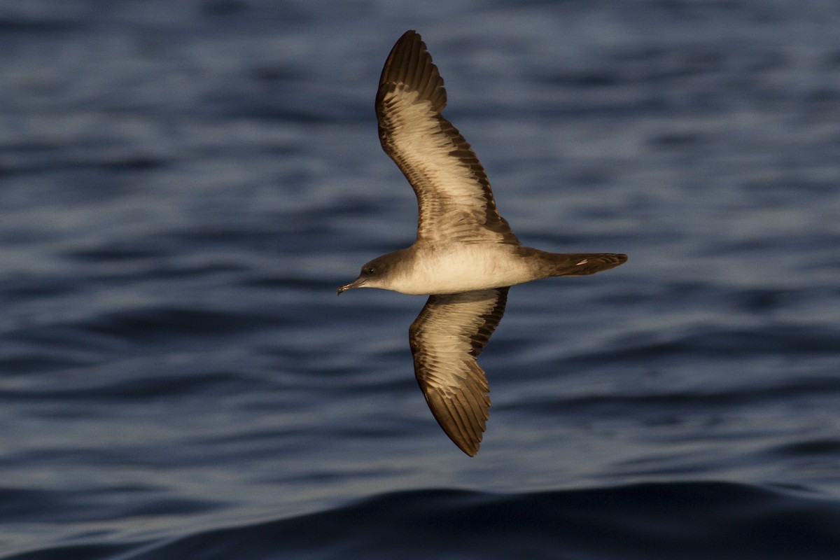 Wedge-tailed Shearwater - ML77440571