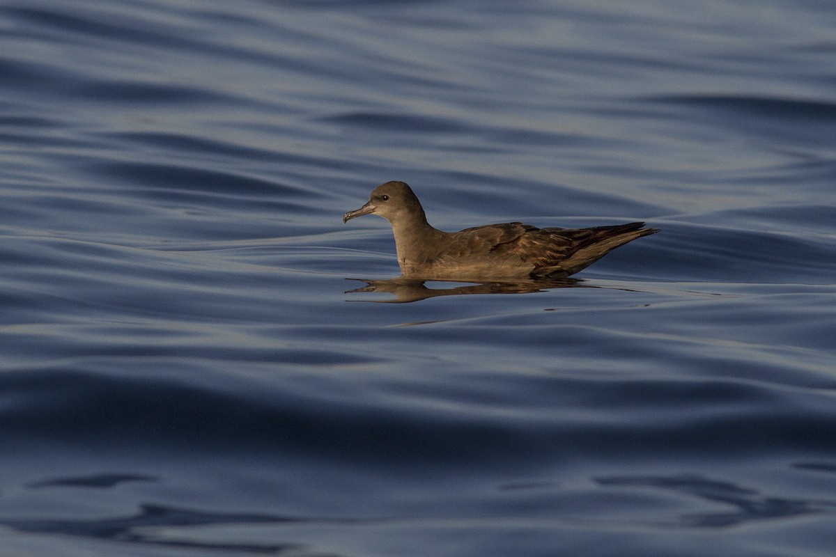 Wedge-tailed Shearwater - ML77440581