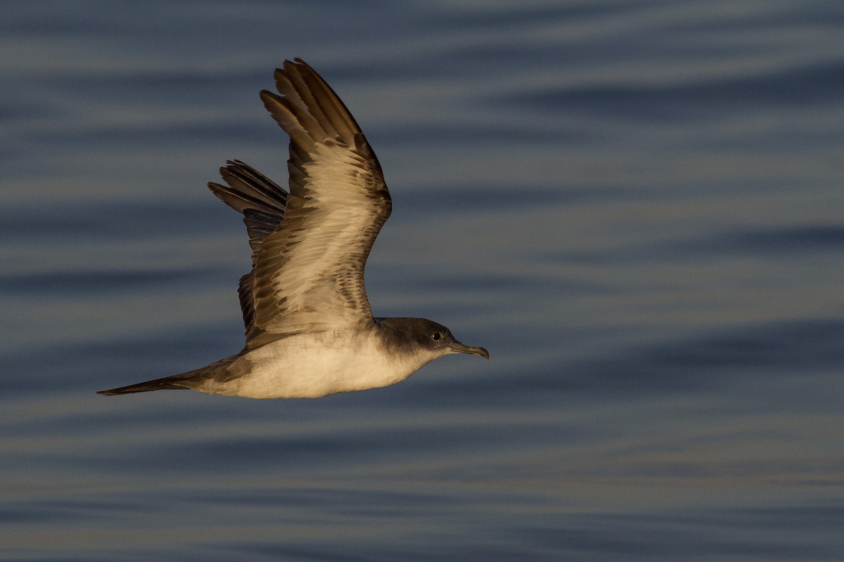 Wedge-tailed Shearwater - ML77440591