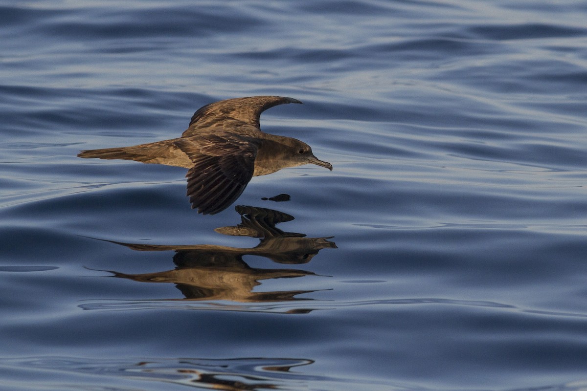 Wedge-tailed Shearwater - ML77440611