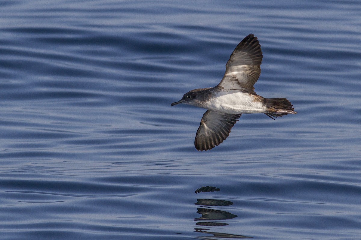 Black-vented Shearwater - ML77440621