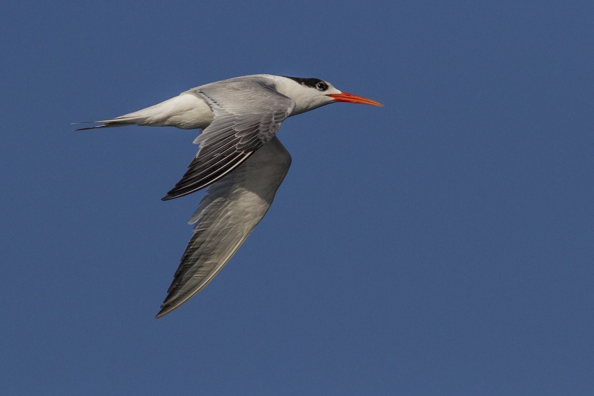 Elegant Tern - ML77440651