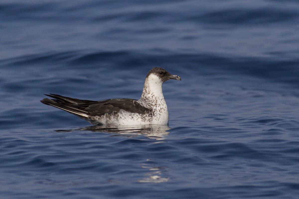 Pomarine Jaeger - ML77440701