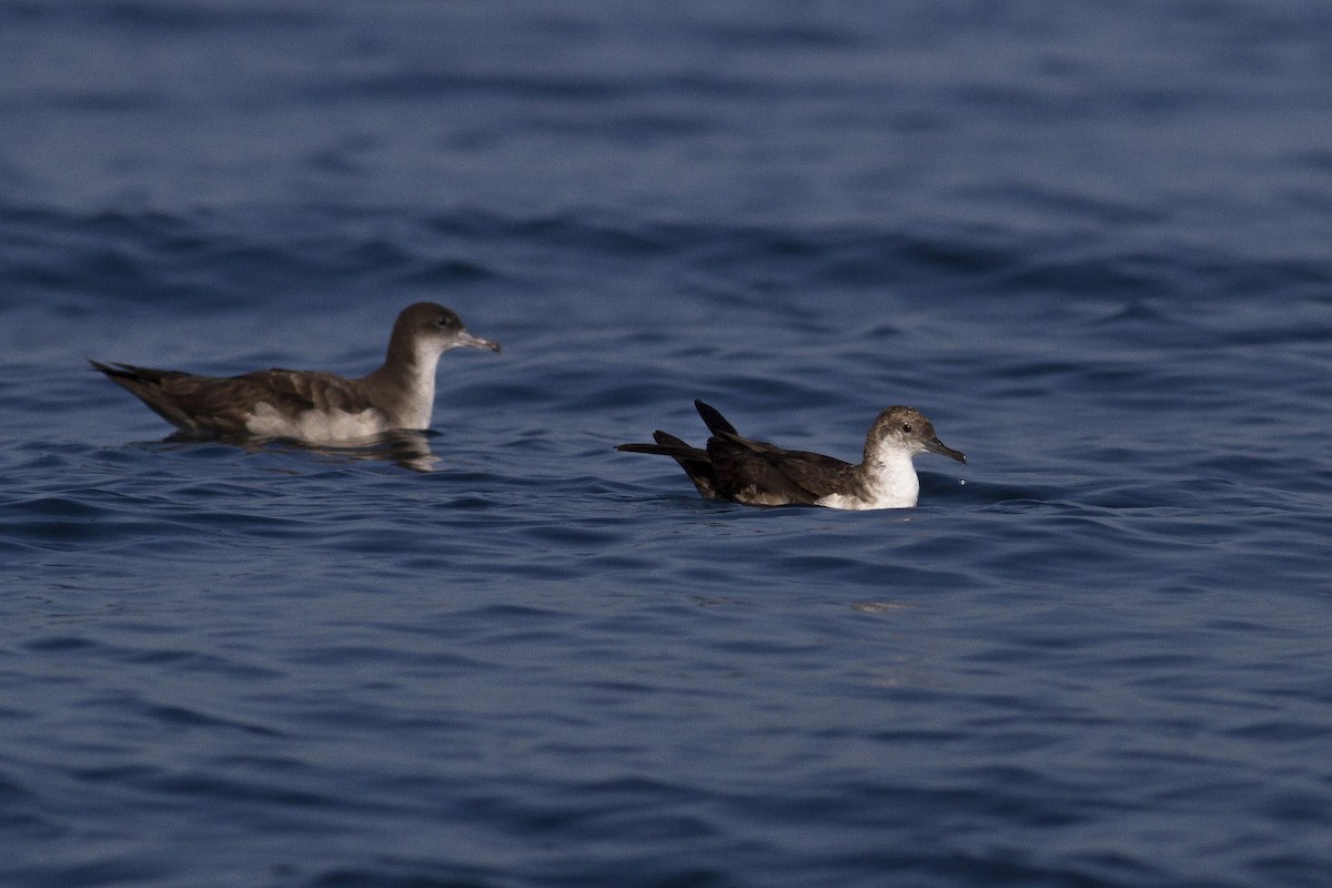 Black-vented Shearwater - ML77440771