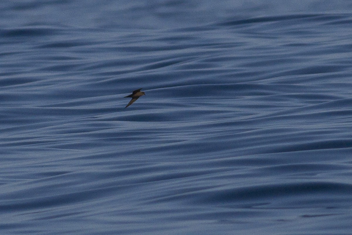 Least Storm-Petrel - ML77440781