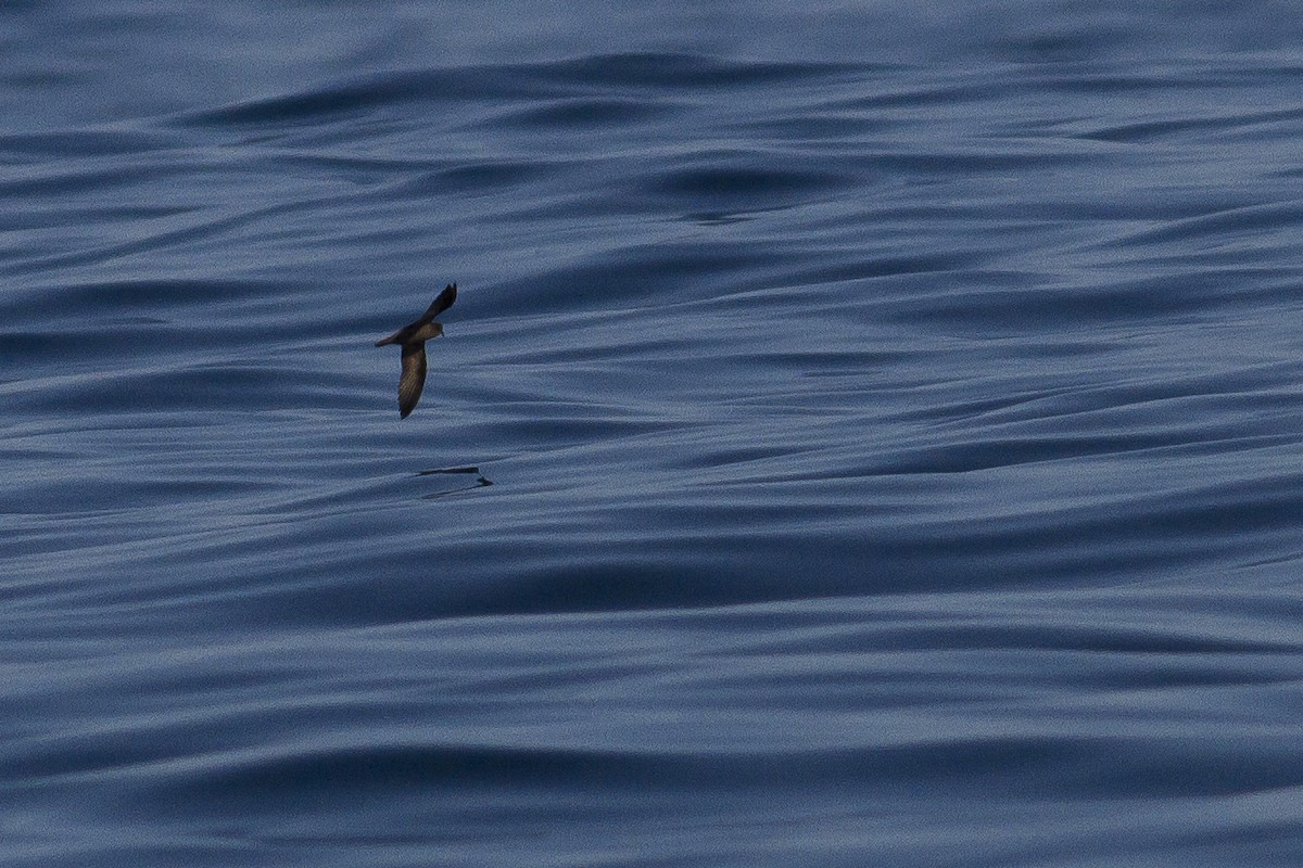 Least Storm-Petrel - Jacob Drucker