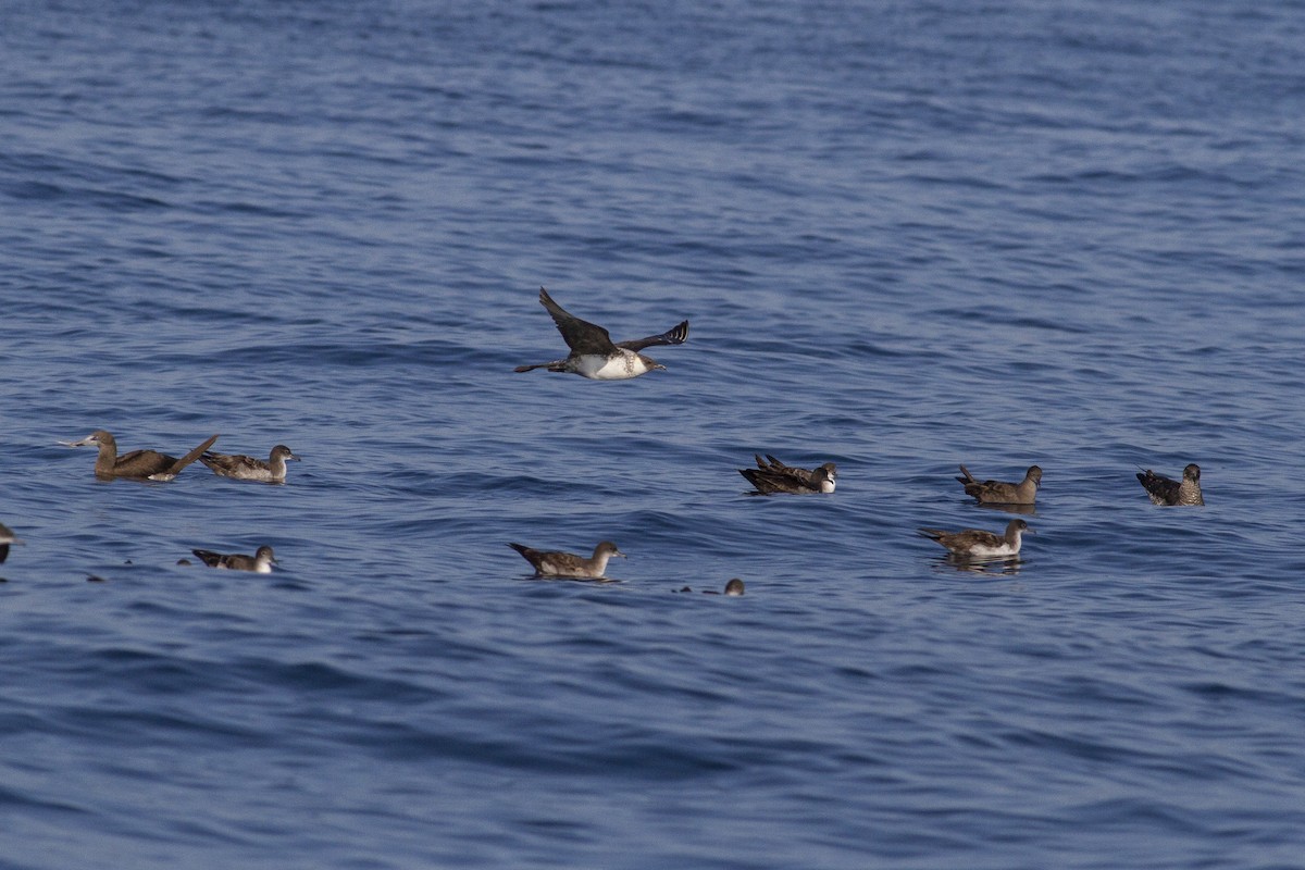 Brown Booby - Jacob Drucker