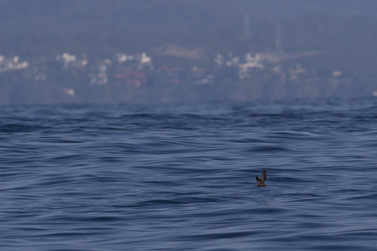 Least Storm-Petrel - Jacob Drucker