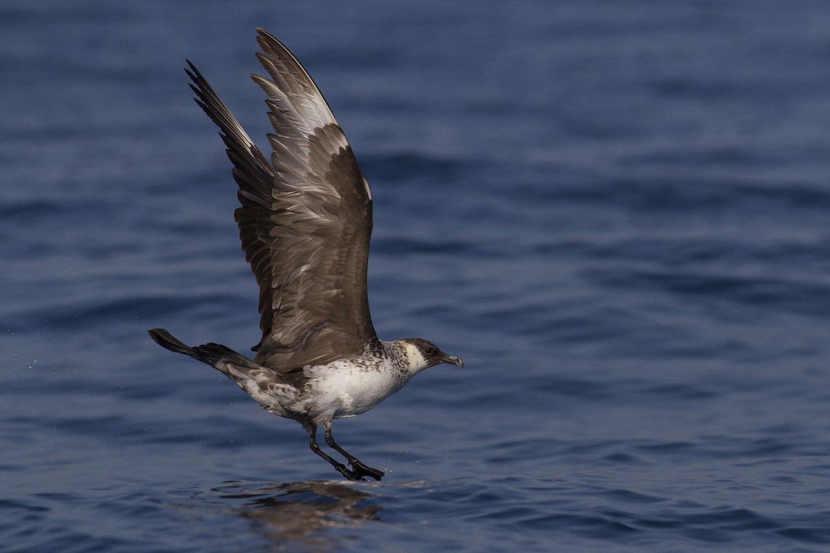 Pomarine Jaeger - ML77440841