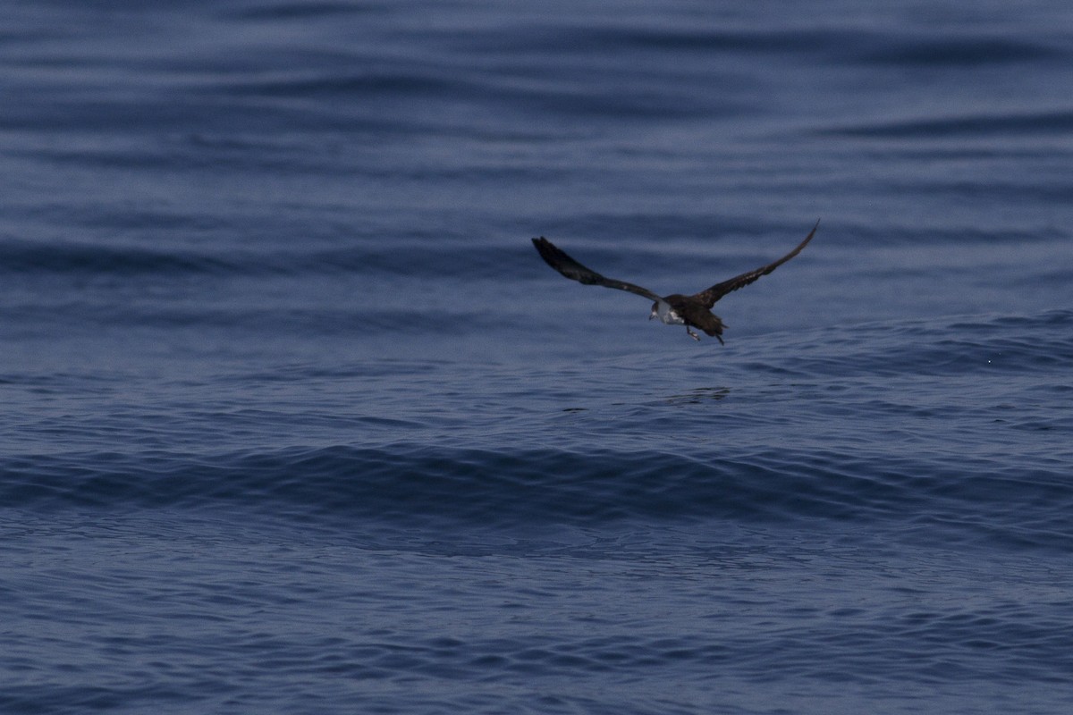 Galapagos Shearwater - ML77440901