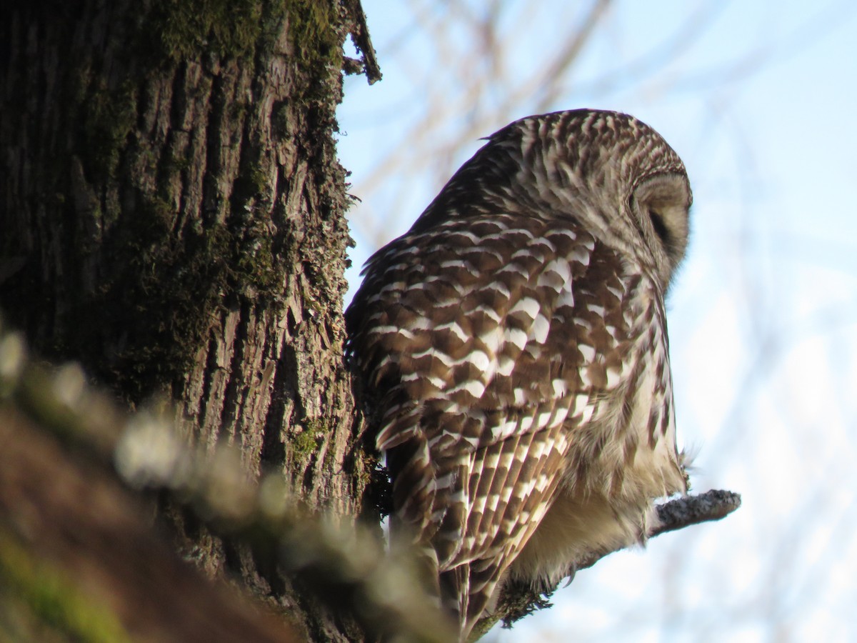 Barred Owl - ML77440941