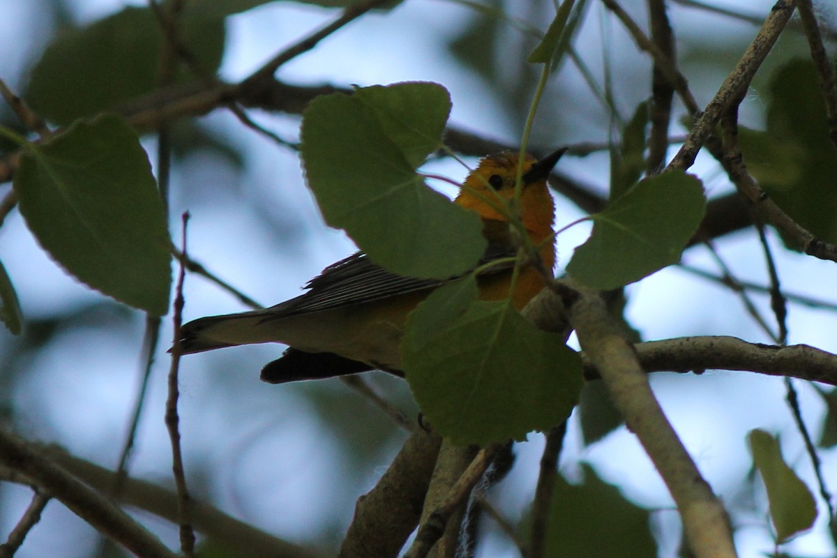 Prothonotary Warbler - ML77441101