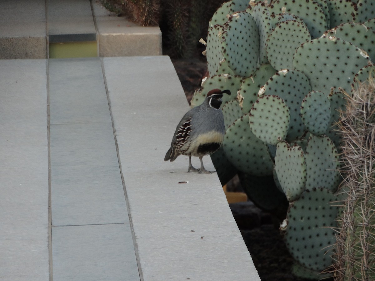 Gambel's Quail - ML77441741