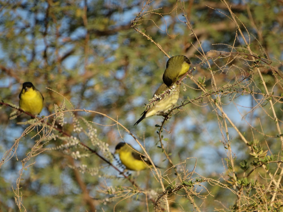 Lesser Goldfinch - Janine McCabe