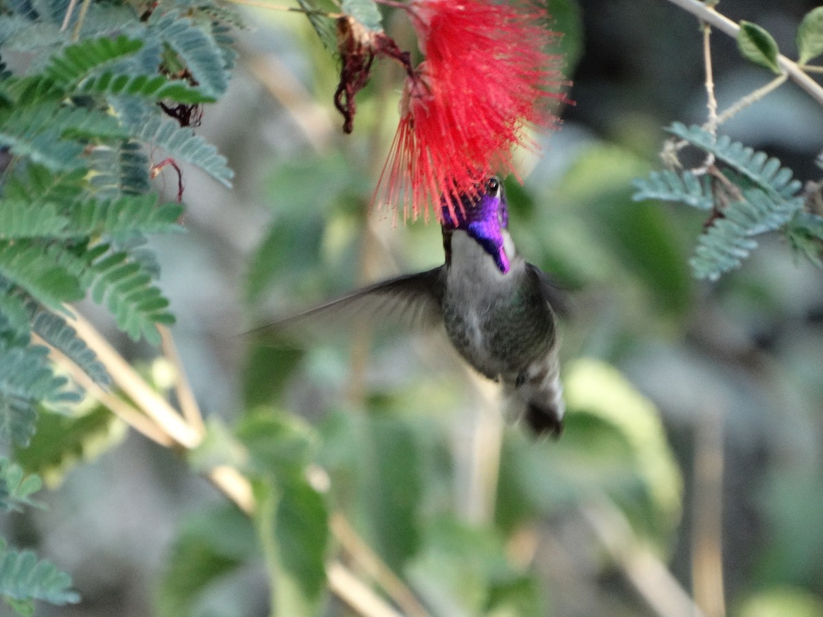 Colibrí de Costa - ML77441851