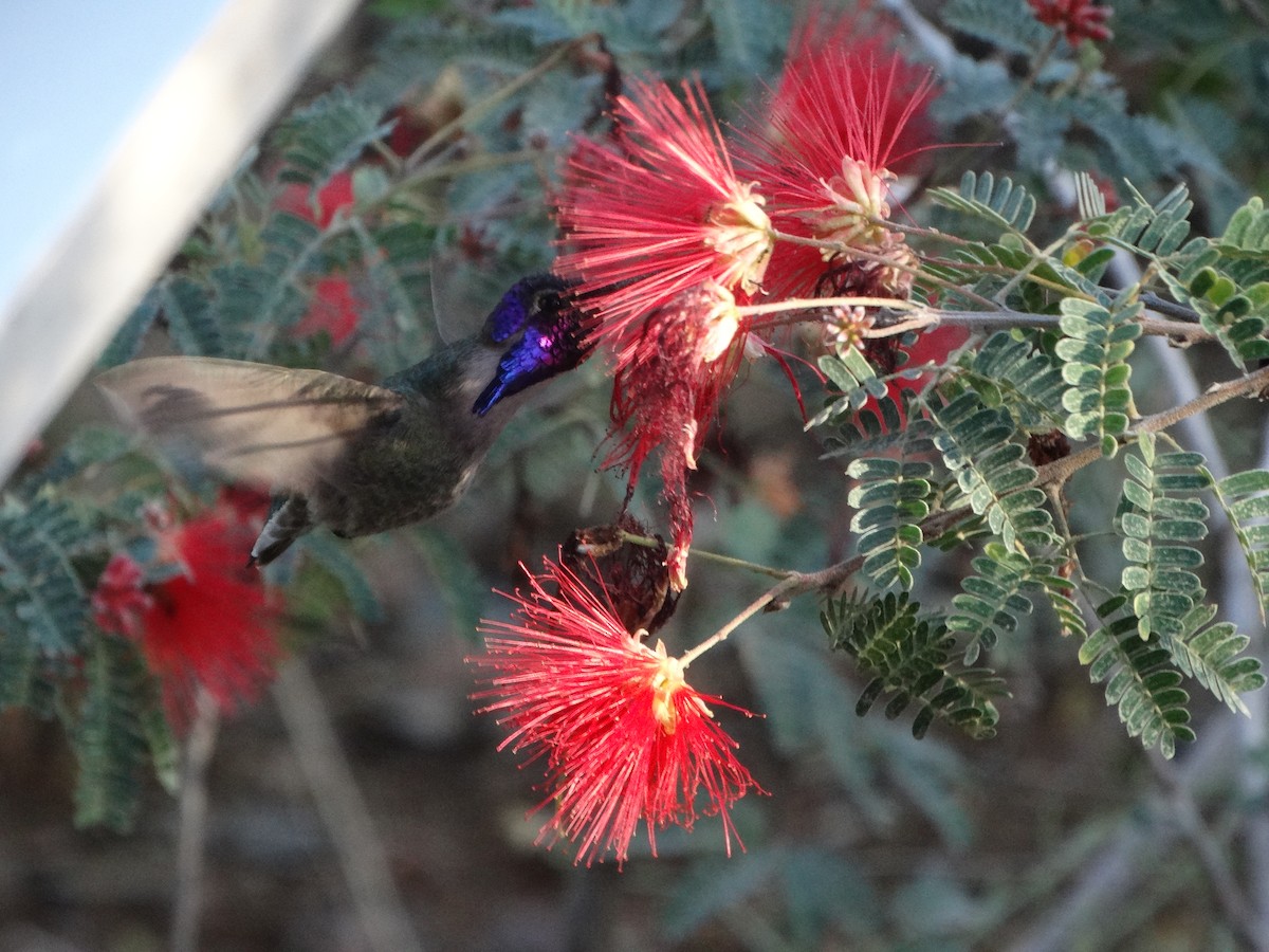 Colibri de Costa - ML77441861