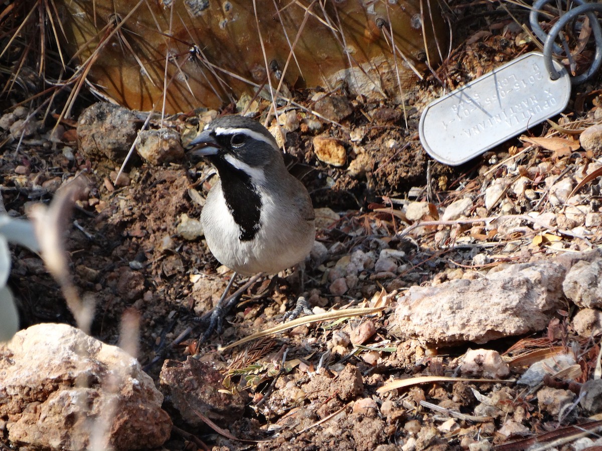 Black-throated Sparrow - ML77441961