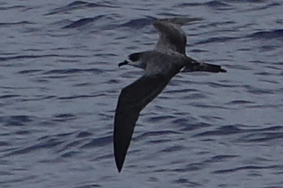 Juan Fernandez Petrel - ML77443551