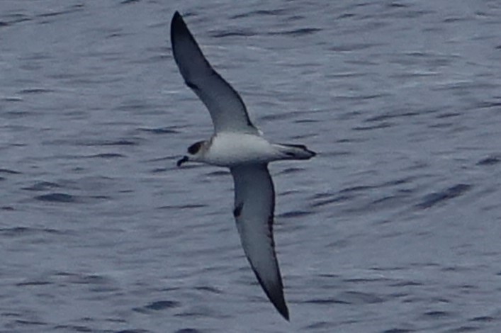 Juan Fernandez Petrel - ML77443561