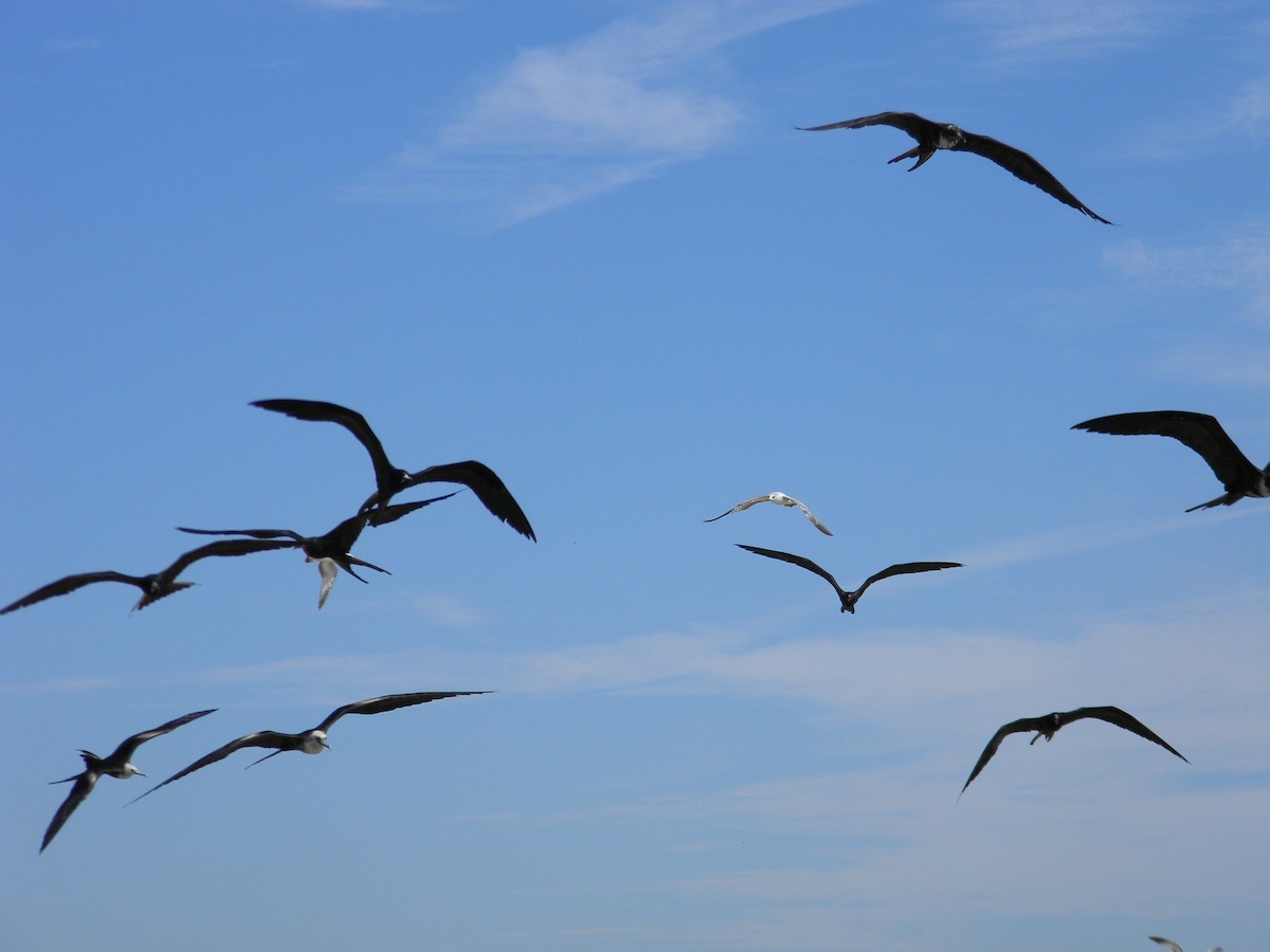 Magnificent Frigatebird - Jonathan Vargas