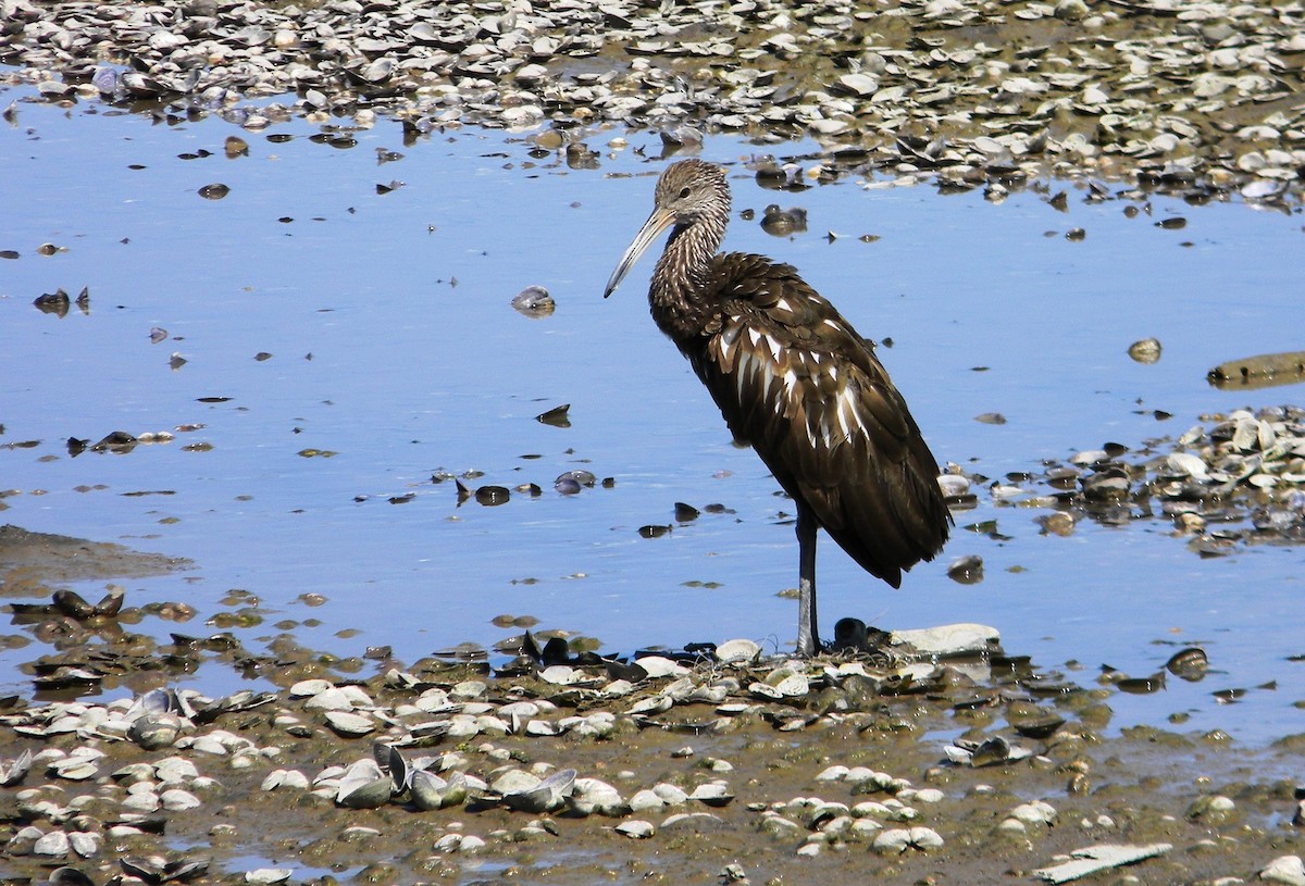 Limpkin - Jonathan Vargas