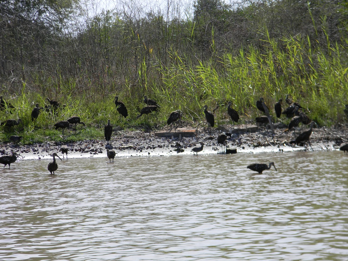 Limpkin - Jonathan Vargas