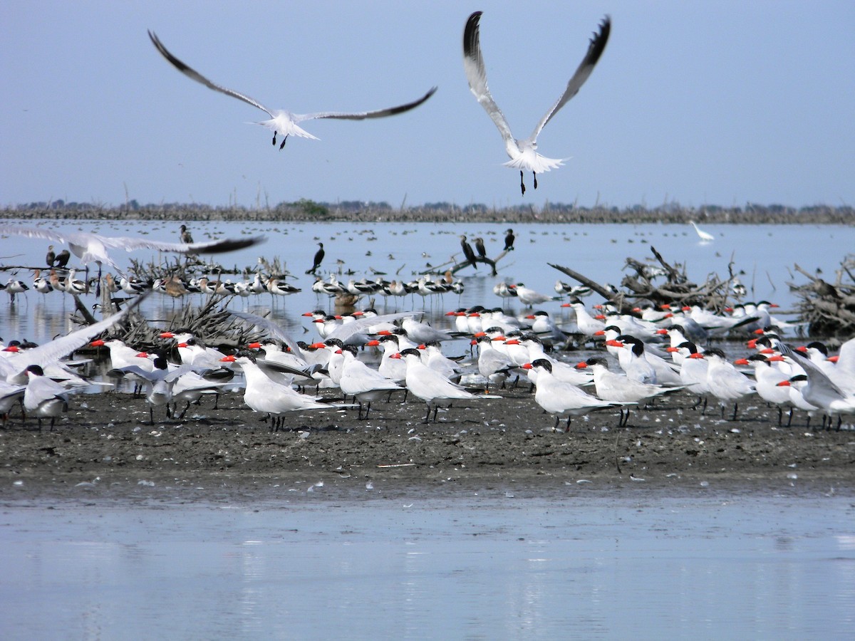 Caspian Tern - Jonathan Vargas