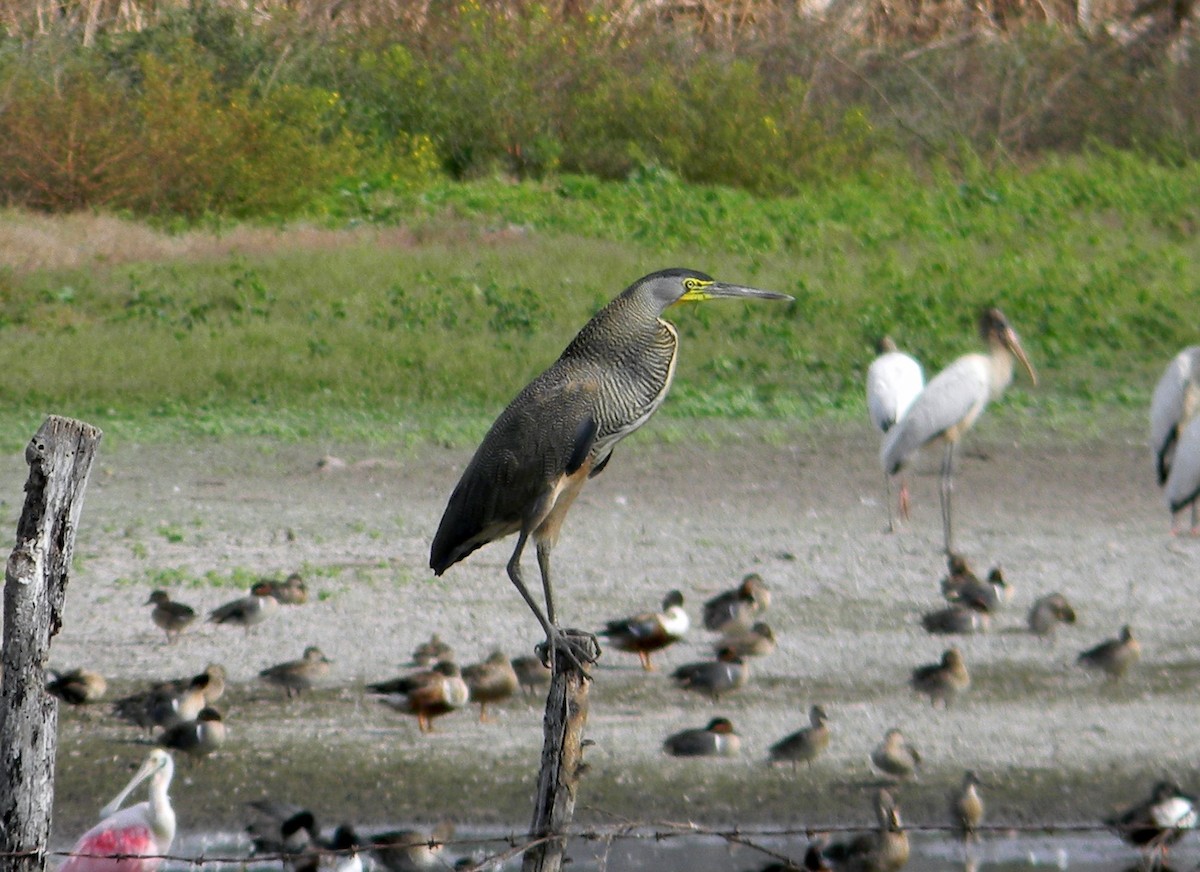 Bare-throated Tiger-Heron - Jonathan Vargas