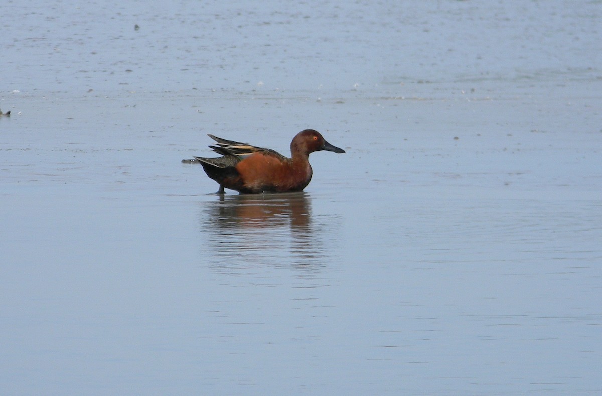 Cinnamon Teal - ML77444451