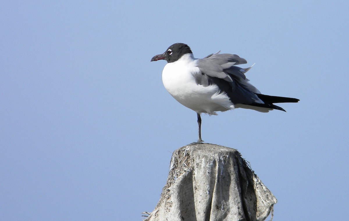 Laughing Gull - ML77444461