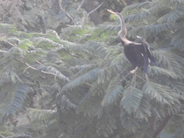 Anhinga asiarra - ML77445191