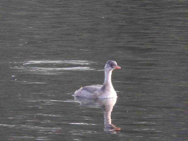 Txilinporta txikia - ML77445781