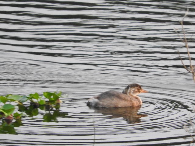 Txilinporta txikia - ML77445851