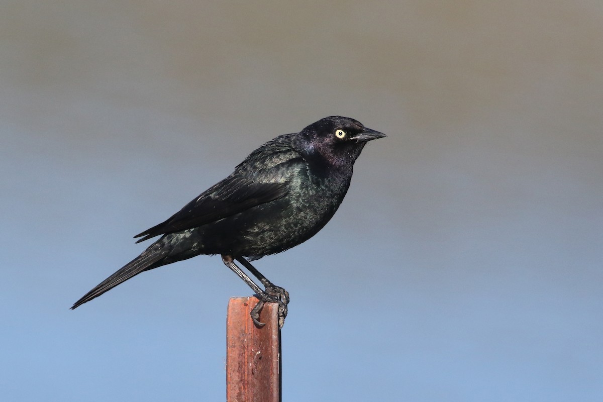 Brewer's Blackbird - Joshua  Glant