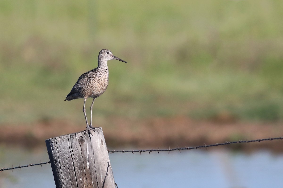 Willet - ML77446521