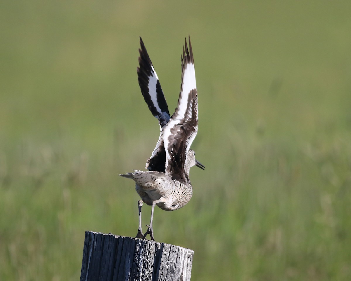 Willet - Joshua  Glant