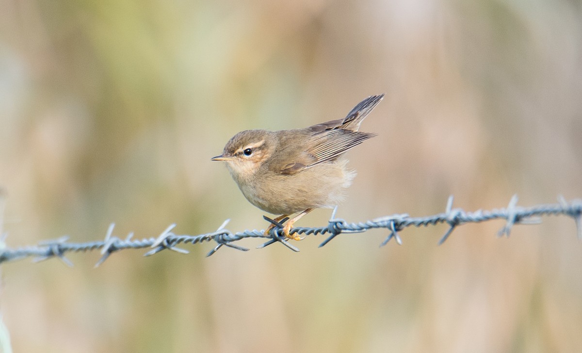 Dusky Warbler - ML77446971