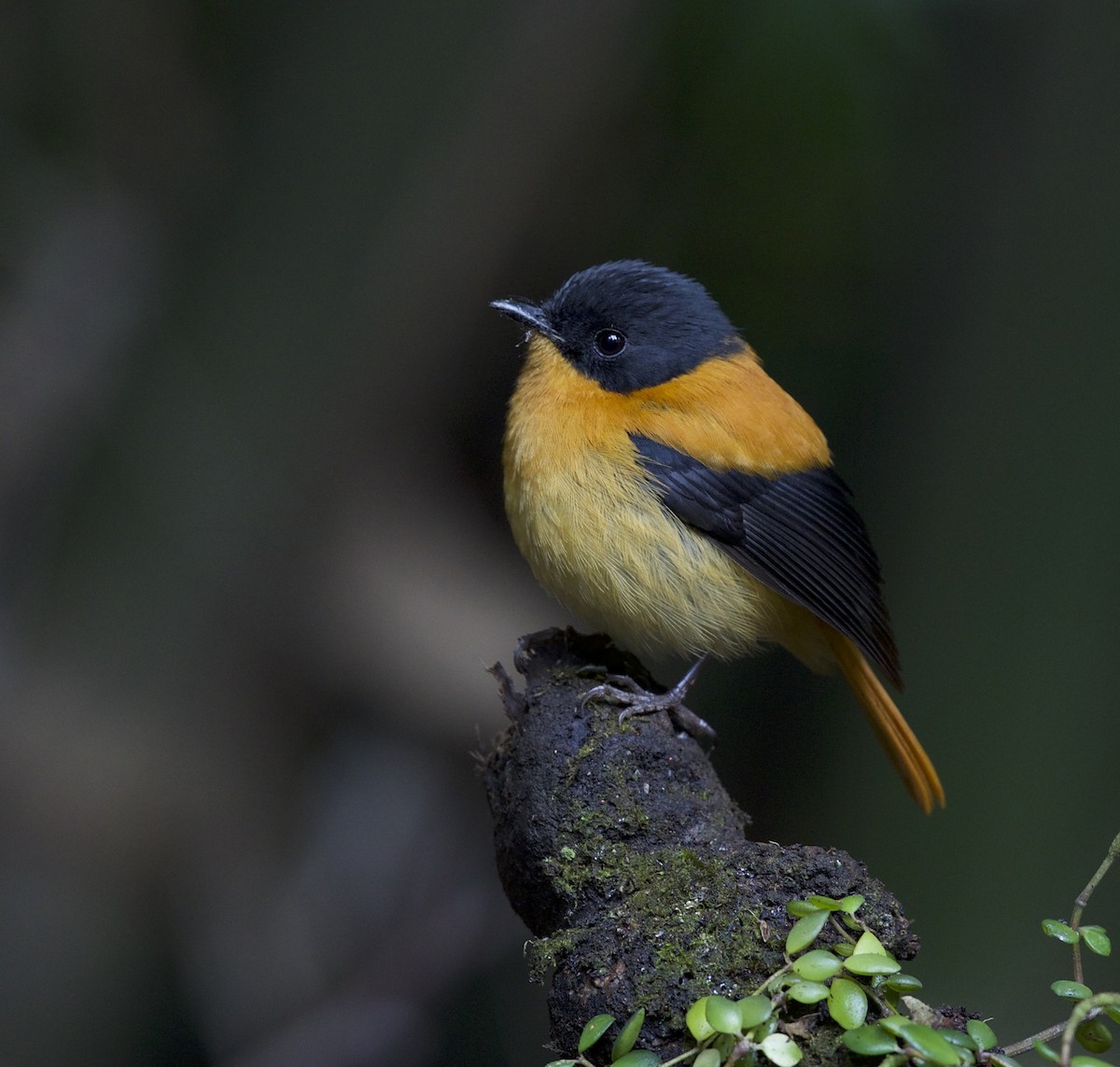 Black-and-orange Flycatcher - jaya samkutty