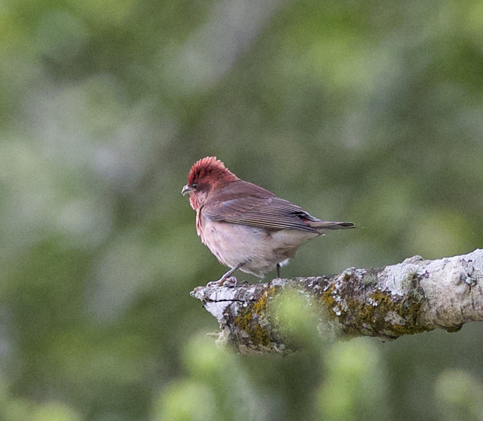 Common Rosefinch - ML77448341