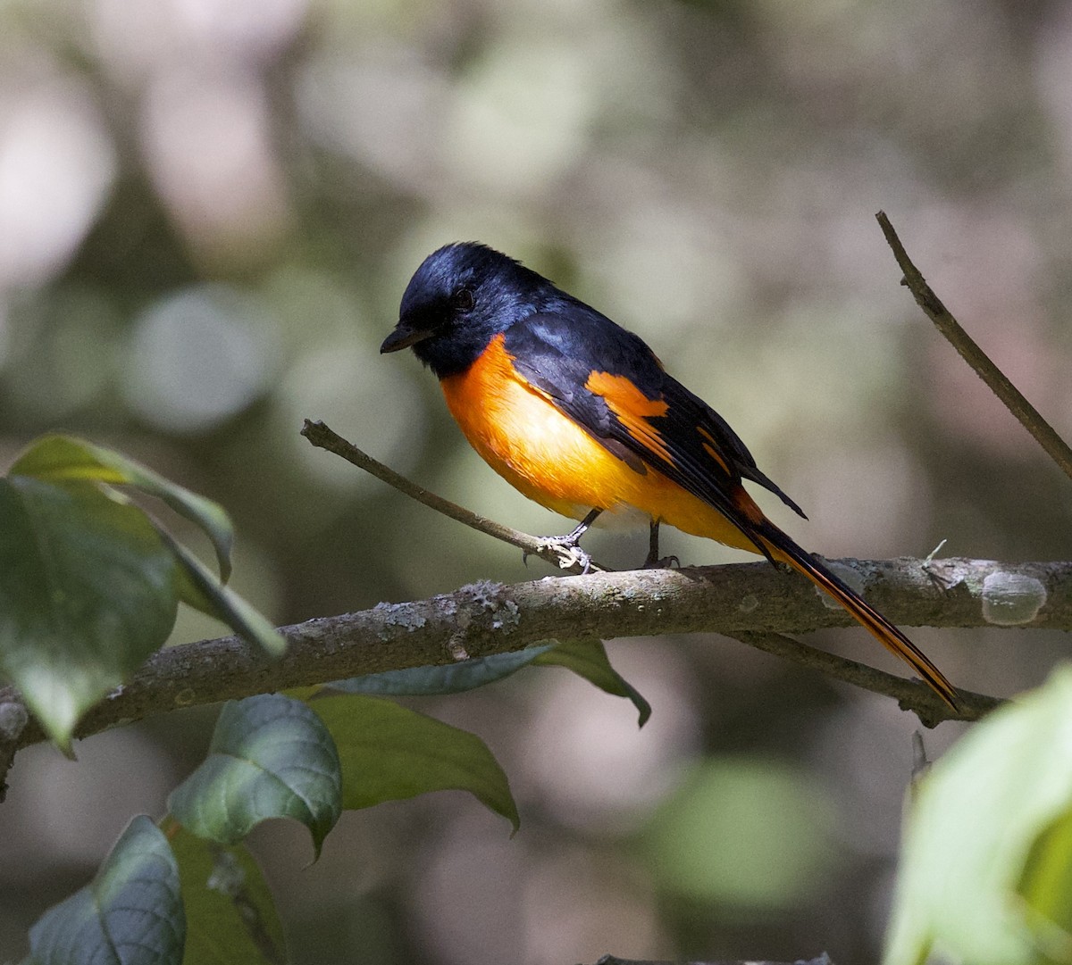 Orange Minivet - ML77448441