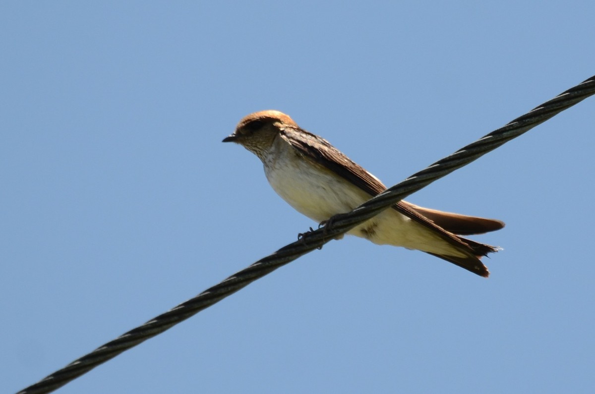 Fairy Martin - ML77450641
